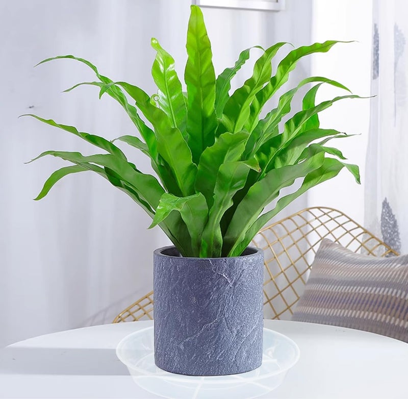 VUWEZ 6 Pack of Plant Saucer 8 Inch, 8 inch Plant Saucer Round, Plastic Flower Plant Trays for Pots, Plant Saucers for Indoors 8"", Plant Pot Saucers, Planter Tray for Planter 6-8"" (8"", Clear) - Image 3